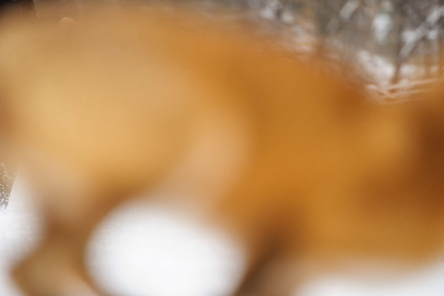 A Fox Photobombed Our Photoshoot A Fox Photobombed Our Photoshoot