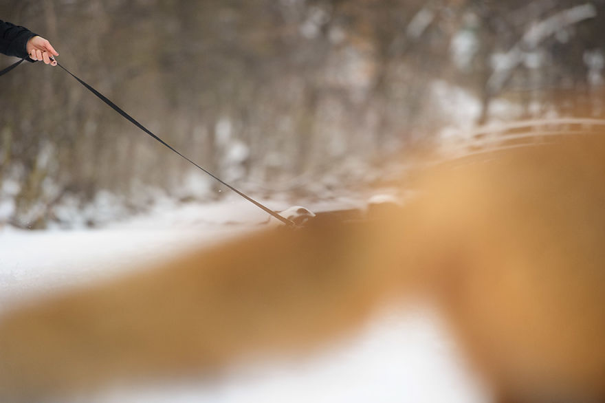 A Fox Photobombed Our Photoshoot
