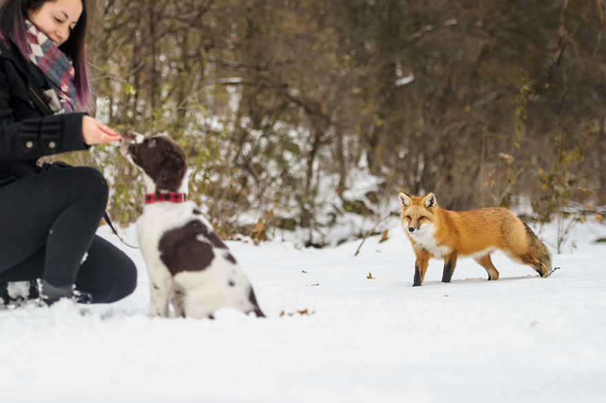 A Fox Photobombed Our Photoshoot A Fox Photobombed Our Photoshoot