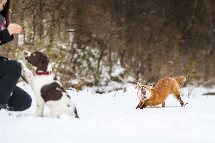 A Fox Photobombed Our Photoshoot