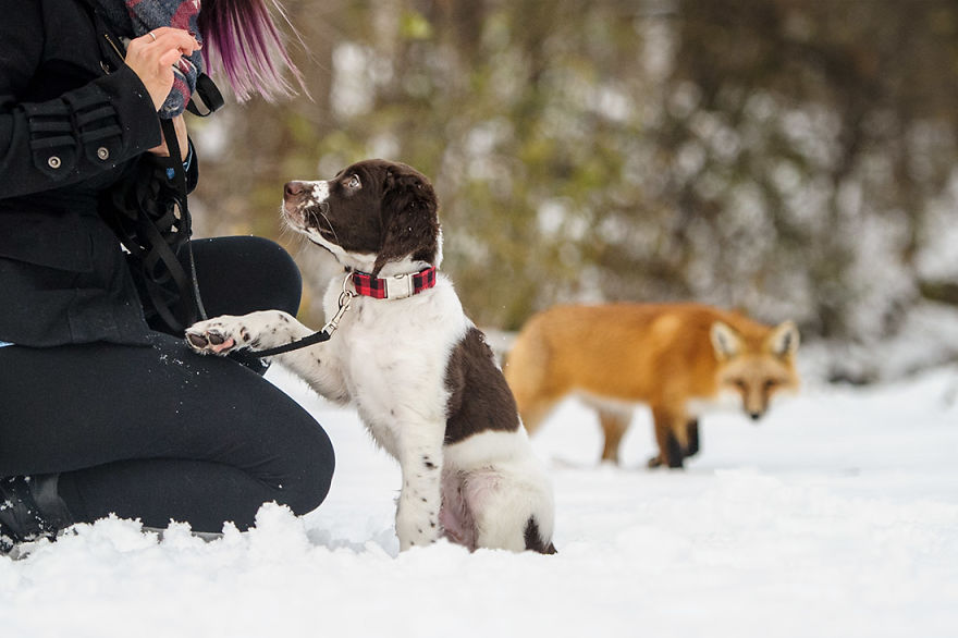 A Fox Photobombed Our Photoshoot A Fox Photobombed Our Photoshoot