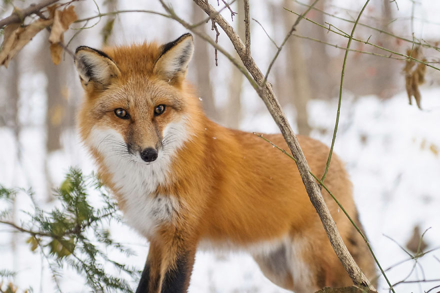 A Fox Photobombed Our Photoshoot A Fox Photobombed Our Photoshoot