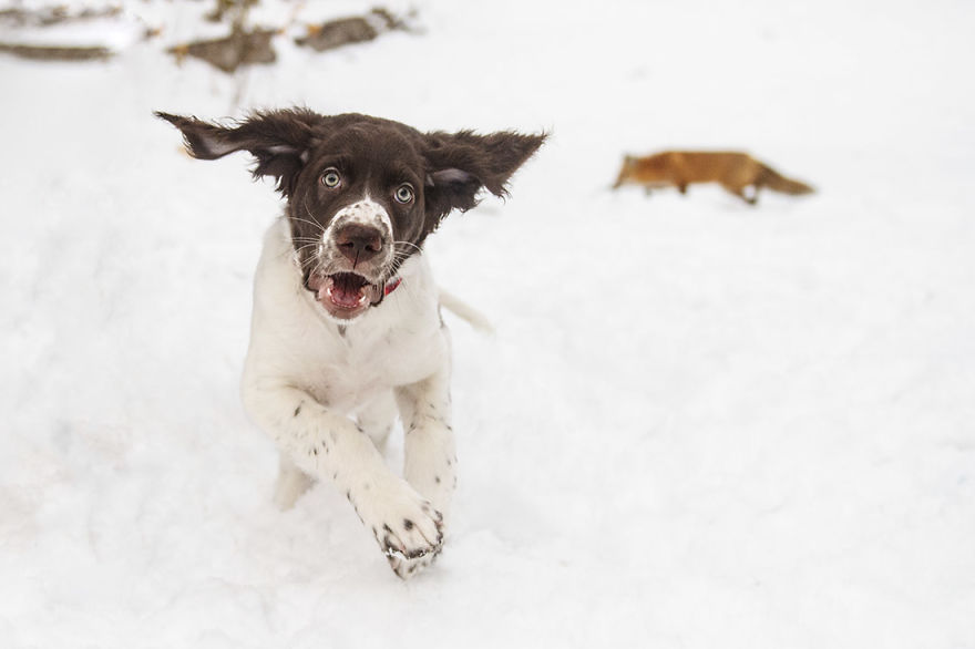 A Fox Photobombed Our Photoshoot