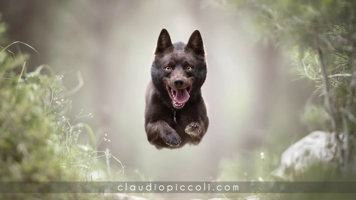 “Dogs In Action” Concept Revealed For The First Time!