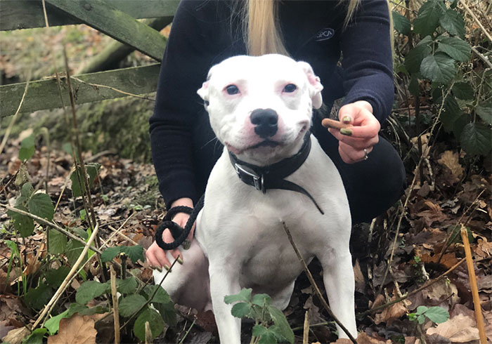 After The Video Of A Dog Who Didn't Realize He Was Being Abandoned Went Viral, Snoop Dogg Offers To Give Him A Home After The Video Of A Dog Who Didn't Realize He Was Being Abandoned Went Viral, Snoop Dogg Offers To Give Him A Home