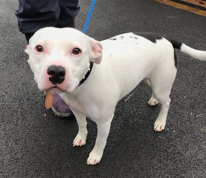 After The Video Of A Dog Who Didn't Realize He Was Being Abandoned Went Viral, Snoop Dogg Offers To Give Him A Home After The Video Of A Dog Who Didn't Realize He Was Being Abandoned Went Viral, Snoop Dogg Offers To Give Him A Home