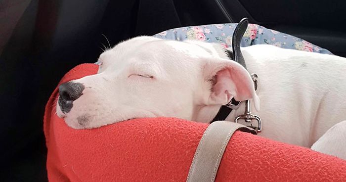 After The Video Of A Dog Who Didn’t Realize He Was Being Abandoned Went Viral, Snoop Dogg Offers To Give Him A Home