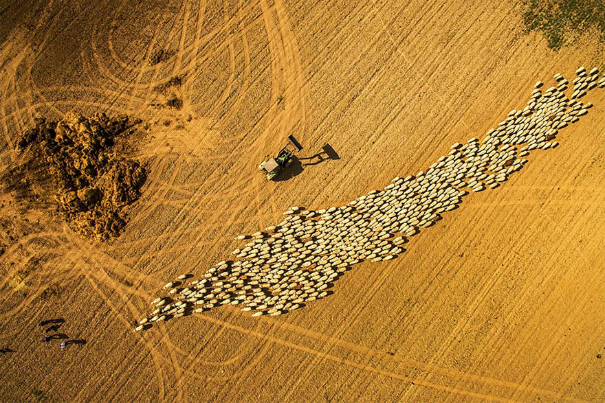 Sheep Herding By Photographersworld