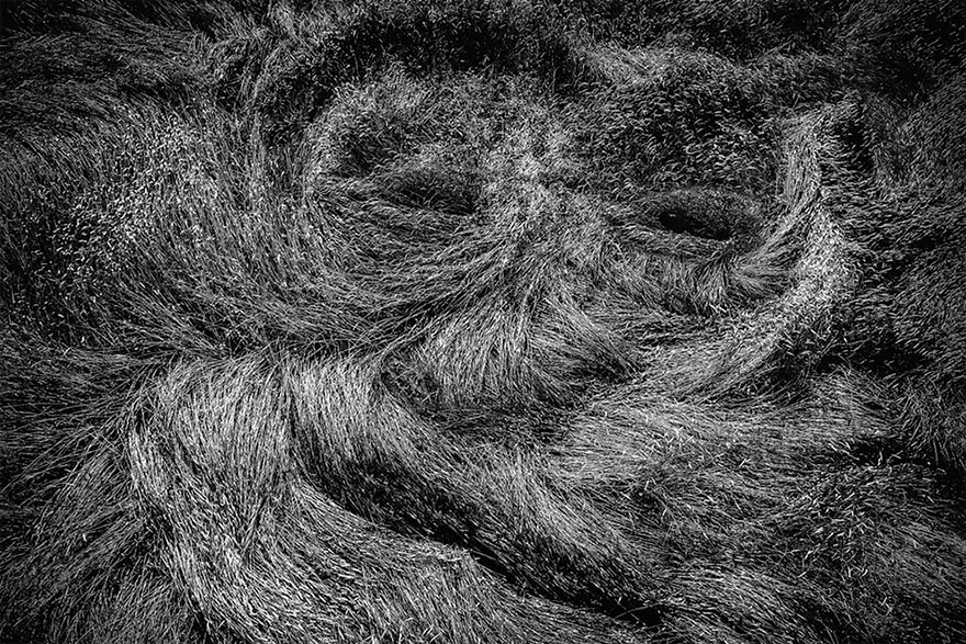 A Face In The Grain Field, Germany Photographersworld