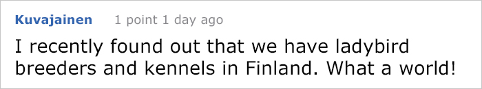  Turns Out Beetles In Japan Are Such A Big Deal That People Keep Them As Pets And Feed Them Jelly Cups
