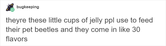 Turns Out Beetles In Japan Are Such A Big Deal That People Keep Them As Pets And Feed Them Jelly Cups Turns Out Beetles In Japan Are Such A Big Deal That People Keep Them As Pets And Feed Them Jelly Cups