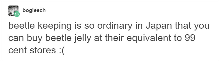  Turns Out Beetles In Japan Are Such A Big Deal That People Keep Them As Pets And Feed Them Jelly Cups