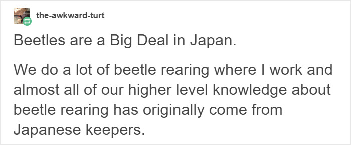 Turns Out Beetles In Japan Are Such A Big Deal That People Keep Them As Pets And Feed Them Jelly Cups Turns Out Beetles In Japan Are Such A Big Deal That People Keep Them As Pets And Feed Them Jelly Cups