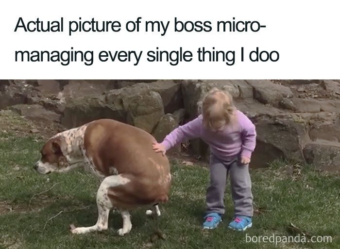 A funny meme showing a dog and child, capturing the idea of a boss micro-managing tasks.