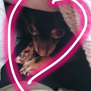 lottevanderlubbe avatar