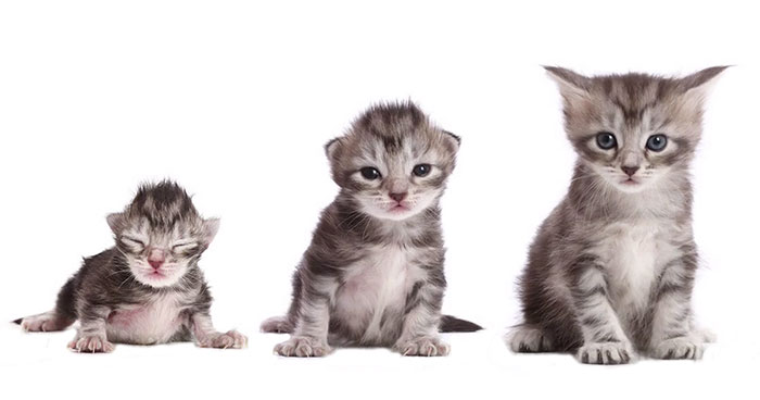 Vídeo secuencial de un gatito Maine Coon creciendo en solo 20 segundos