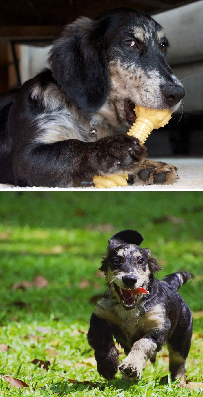 Goldenshund (Dachshund + Golden Retriever)