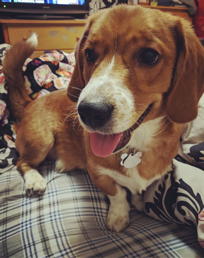 Aries The Corgle (Corgi + Beagle)