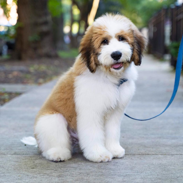 Saint Berdoodle (St. Bernard + Poodle)