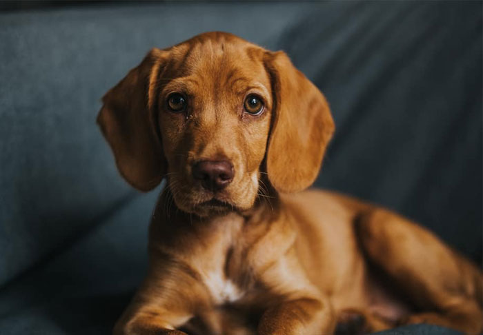 Vizsla + English Cocker Spaniel
