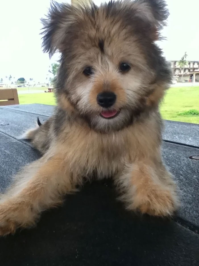 This Is My Pomeranian + Shit-Zhu Crossbreed. Her Name Is Mochi
