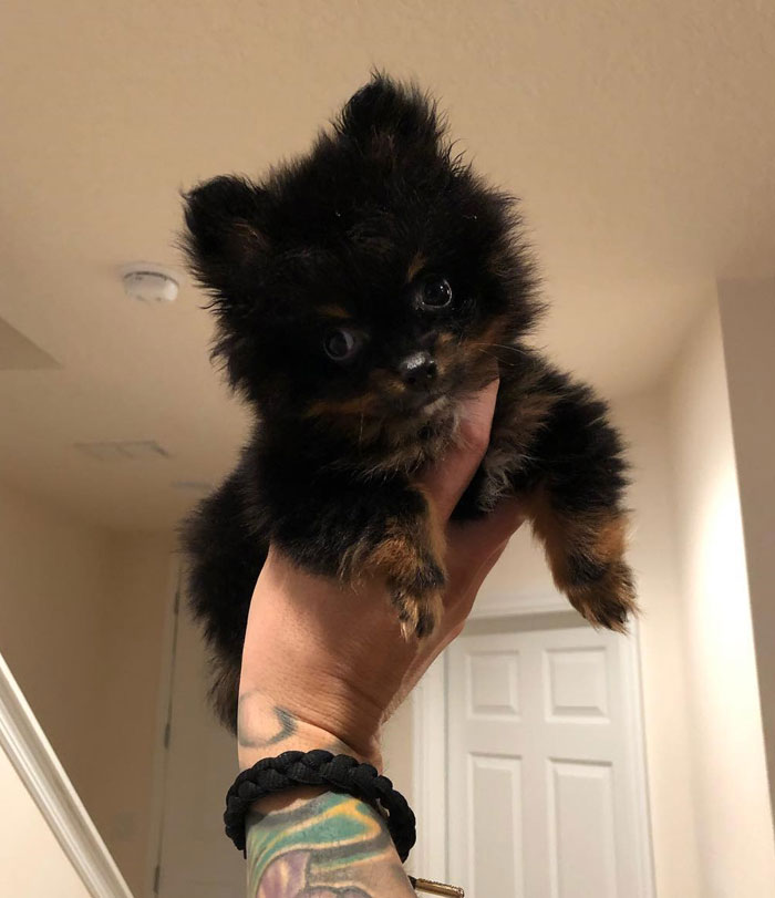 Yoranian (Pomeranian + Yorkie)
