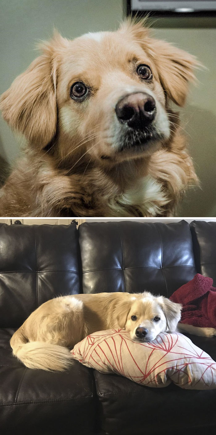 Aussie + Golden Lab + Cockerspaniel