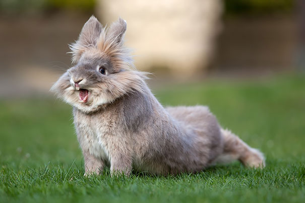 Cute Pictures Of Rabbits That Will Make You Smile. Cute Pictures Of Rabbits That Will Make You Smile.
