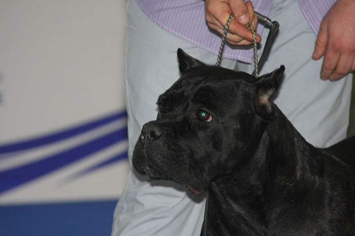 The Way This 95lbs Dog Saved This Woman From Her Boss&rsquo;s Sexual Harassment Is Incredible