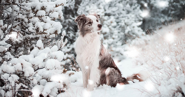 I Capture The Wildness Of My Dogs In A Winter Wonderland