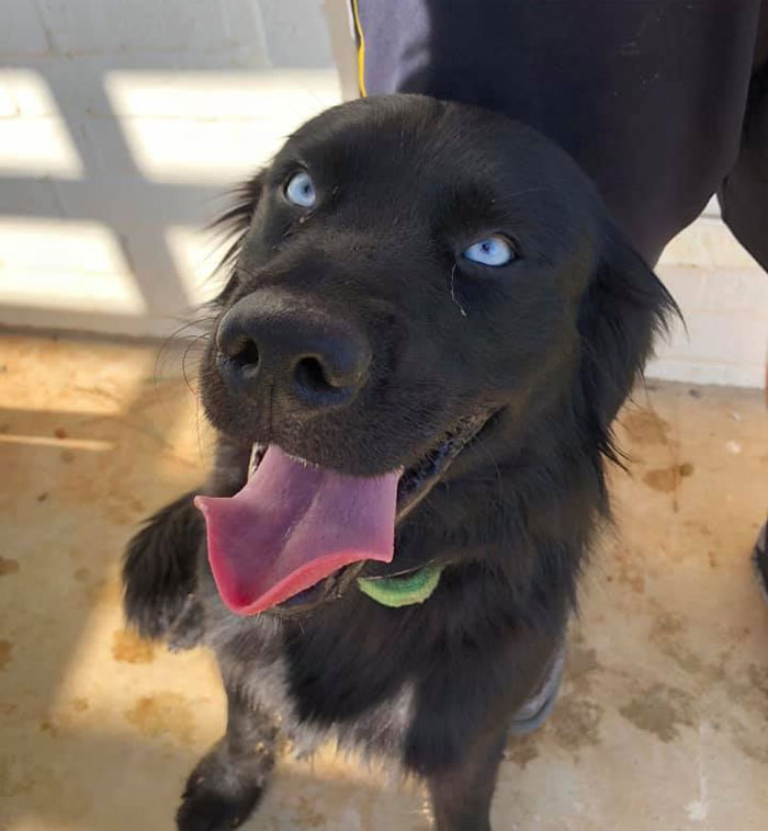 A Dog Trainer Who Allegedly Killed Or Sold A Dog In His Care Asked Not To Post His Texts On Social Media - Here They Are A Dog Trainer Who Allegedly Killed Or Sold A Dog In His Care Asked Not To Post His Texts On Social Media - Here They Are