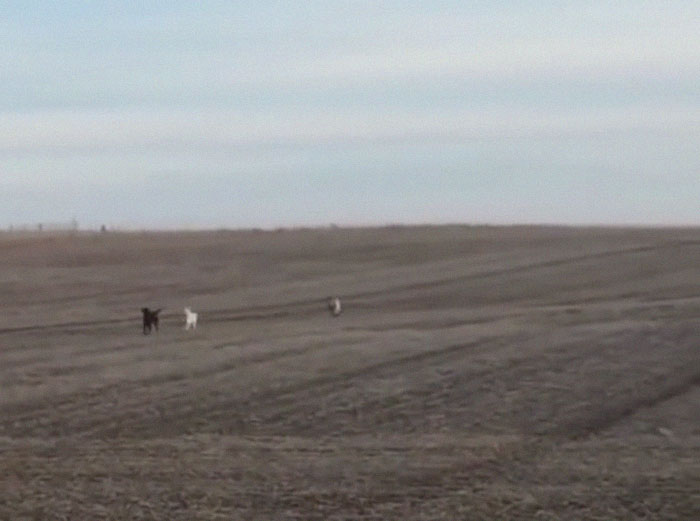 Lab Owner Can't Believe His Eyes When He Finds His Missing Dog Running In The A Field With Two Unusual 'Friends'