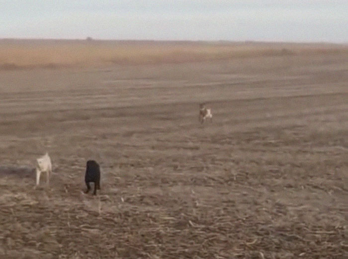 Lab Owner Can't Believe His Eyes When He Finds His Missing Dog Running In The A Field With Two Unusual 'Friends'