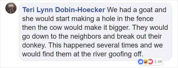 Lab Owner Can't Believe His Eyes When He Finds His Missing Dog Running In The A Field With Two Unusual 'Friends' Lab Owner Can't Believe His Eyes When He Finds His Missing Dog Running In The A Field With Two Unusual 'Friends'