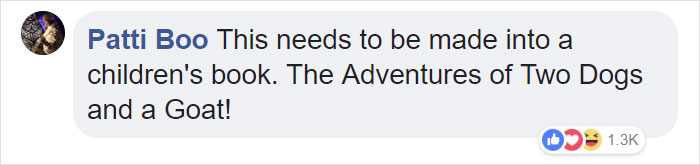 Lab Owner Can't Believe His Eyes When He Finds His Missing Dog Running In The A Field With Two Unusual 'Friends'