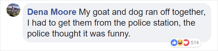 Lab Owner Can't Believe His Eyes When He Finds His Missing Dog Running In The A Field With Two Unusual 'Friends'