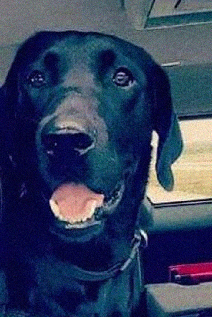 Lab Owner Can't Believe His Eyes When He Finds His Missing Dog Running In The A Field With Two Unusual 'Friends' Lab Owner Can't Believe His Eyes When He Finds His Missing Dog Running In The A Field With Two Unusual 'Friends'