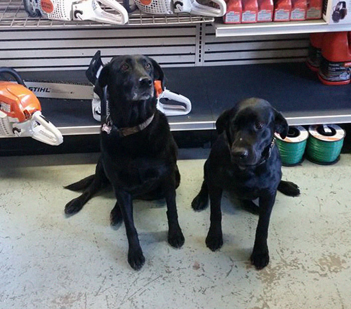 Lab Owner Can't Believe His Eyes When He Finds His Missing Dog Running In The A Field With Two Unusual 'Friends' Lab Owner Can't Believe His Eyes When He Finds His Missing Dog Running In The A Field With Two Unusual 'Friends'