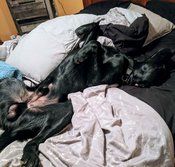 Lab Owner Can't Believe His Eyes When He Finds His Missing Dog Running In The A Field With Two Unusual 'Friends'