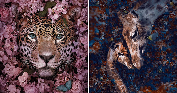 16 Stunning Animal Portraits By Andreas Häggkvist To Raise Awareness For Endangered Species