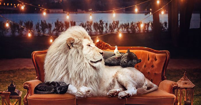 16 Stunning Animal Portraits By Andreas Häggkvist To Raise Awareness For Endangered Species