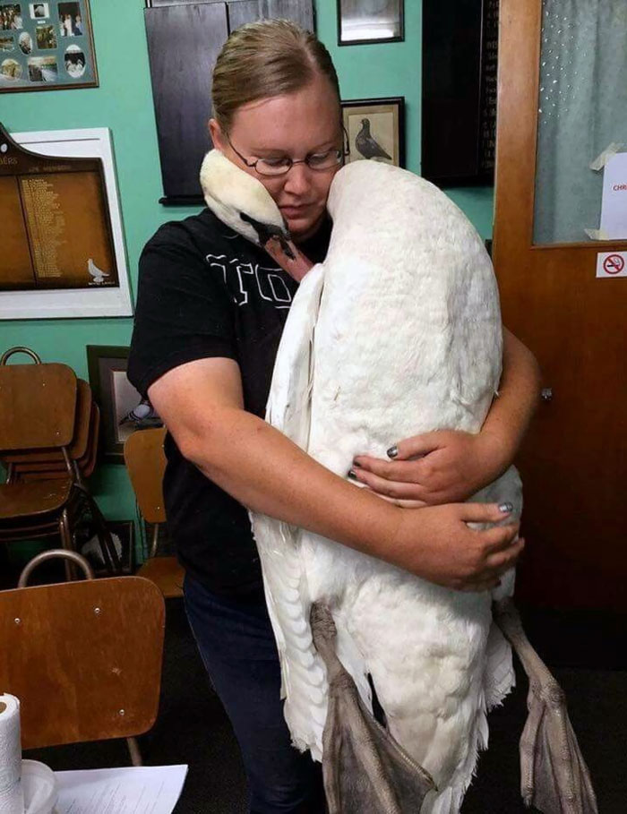 Swan Gives Owner A Loving Hug