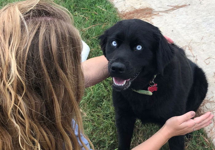 A Dog Trainer Who Allegedly Killed Or Sold A Dog In His Care Asked Not To Post His Texts On Social Media - Here They Are