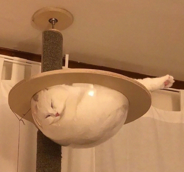 43 Gatos que nos hicieron partirnos de risa