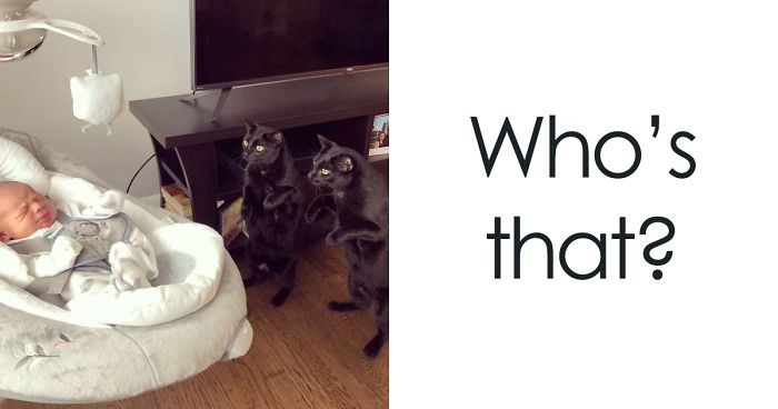 30 Times Cats Cracked Us Up