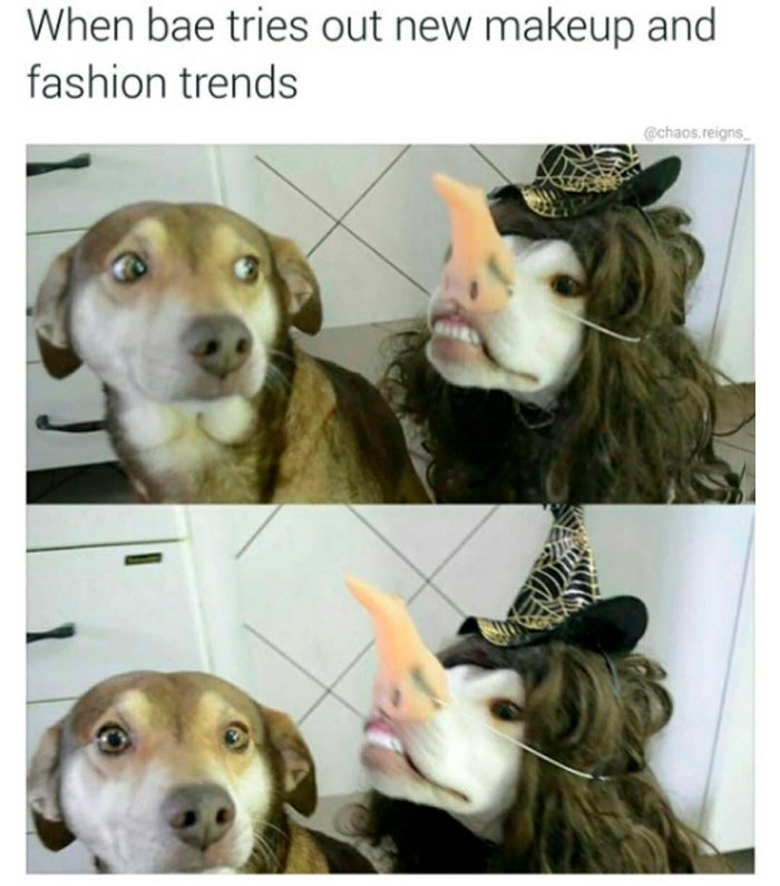 Two dogs humorously dressed up, mimicking a fashion disaster meme with wigs and hats.