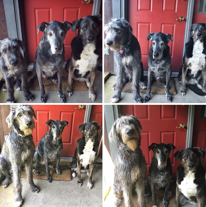 Irish Wolfhound, 4,6,8 And 10 Months Old. Meet Hobbes