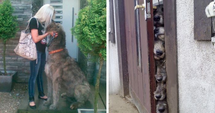 People Are Posting Hilarious Photos Of Their Irish Wolfhounds, And It’s Crazy How Large They Are (50 Pics)