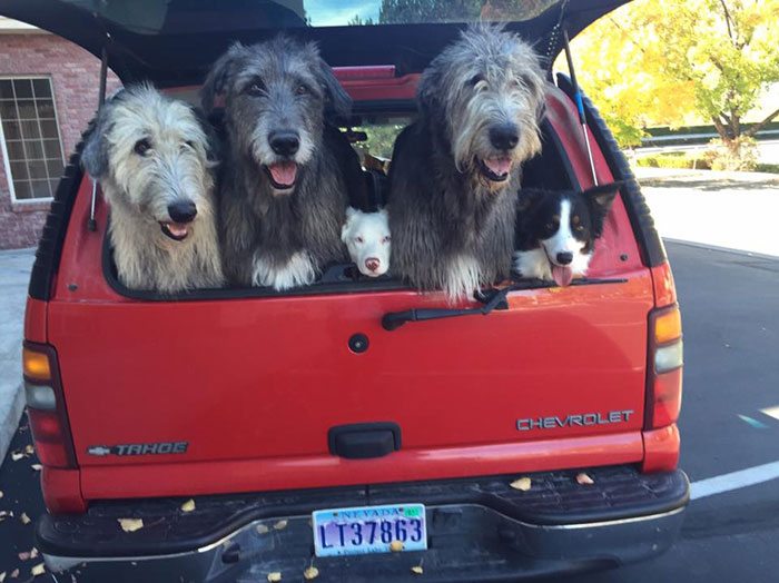 How Many Dogs Do You See?