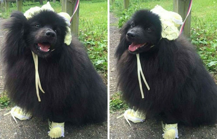 People Who Prefer Pets Over Kids Are Creating Funny Memes That Explain Their Choice